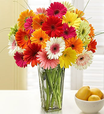 1-800-Flowers Two Dozen Gerbera Daisies with Clear Vase - gaudely