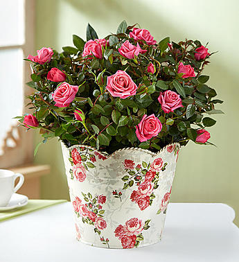 1-800-Flowers Classic Budding Rose, Large - gaudely
