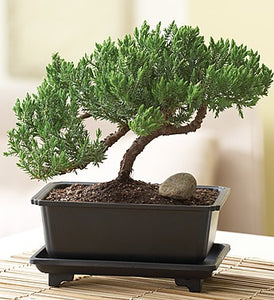 Juniper Bonsai - gaudely