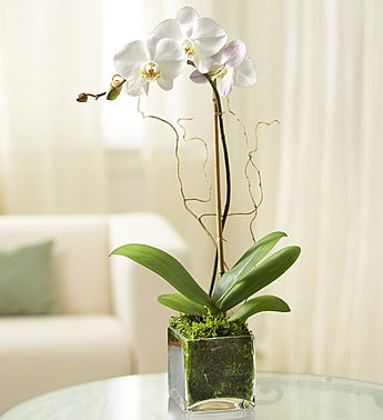 Elegant Orchid - White - gaudely