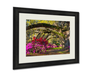 Framed Prints, Charleston Sc Spring Bloom Azaleflowers South Carolinplantation Wall Art Decor Giclee Photo Print In Black Wood Frame, Soft White Matte, Ready to hang, 16x20 Art - gaudely